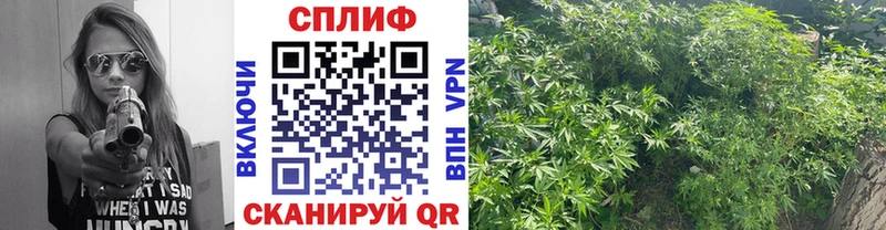 Каннабис семена  Злынка 